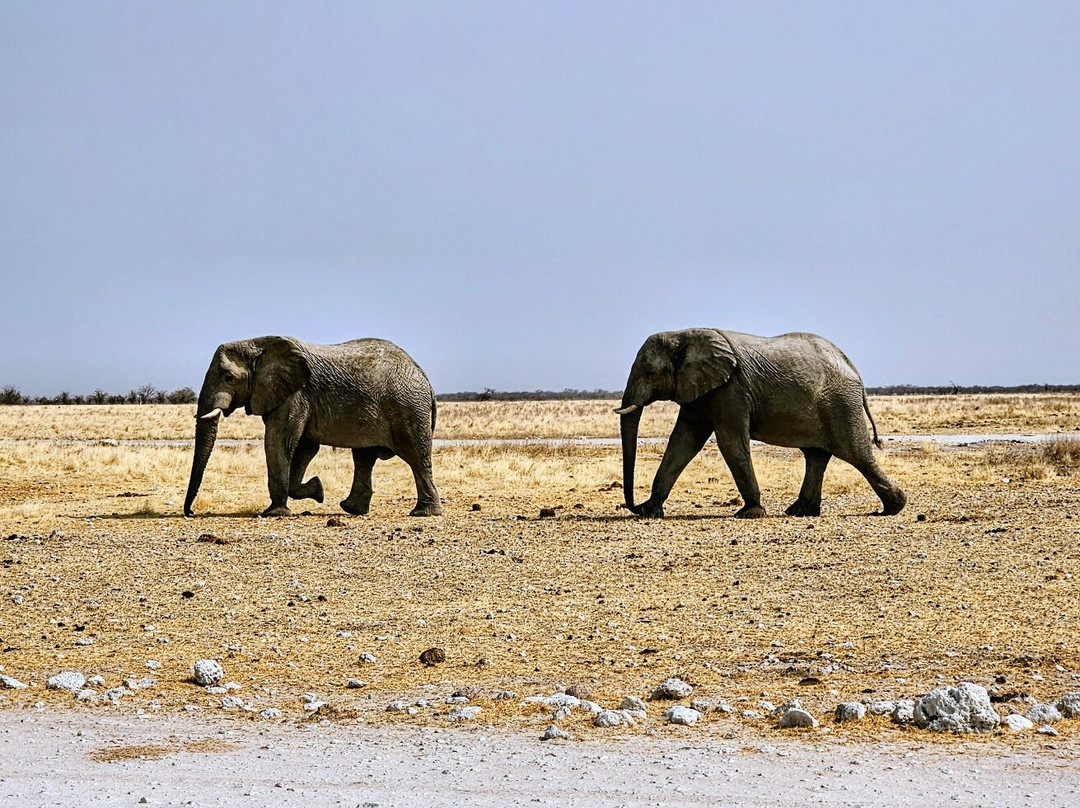 Etosha National Park