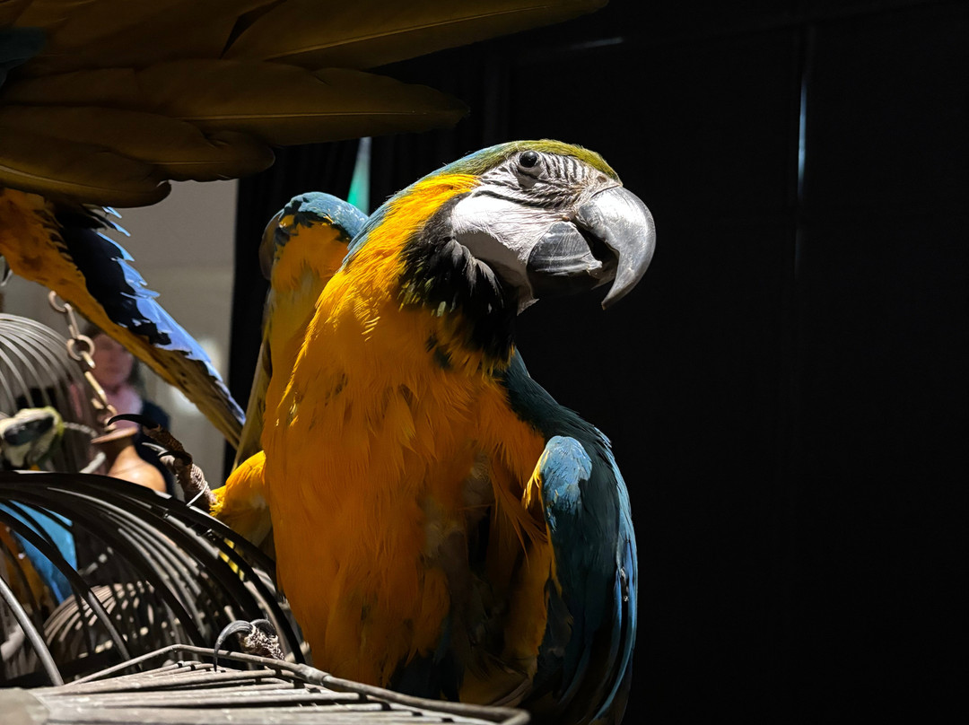 Art Zoo Museum-阿姆斯特丹必去景点