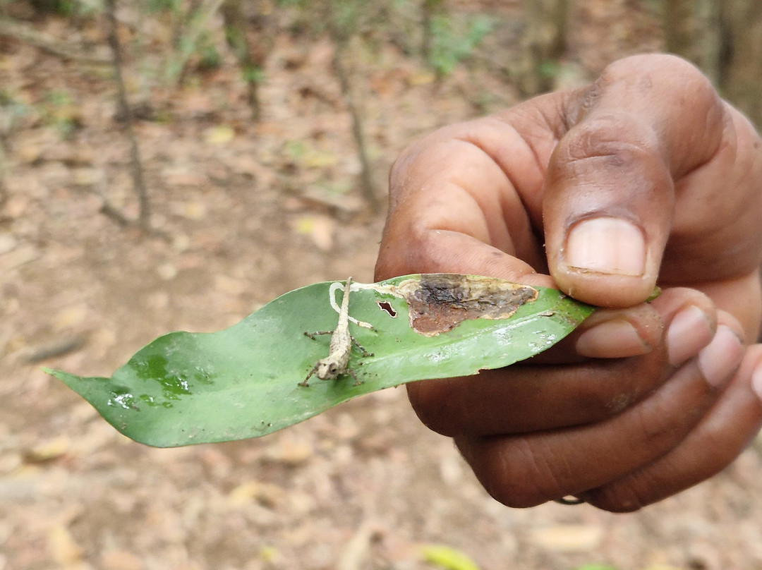 Madagascar Stunning Tour-Hell-Ville必去景点
