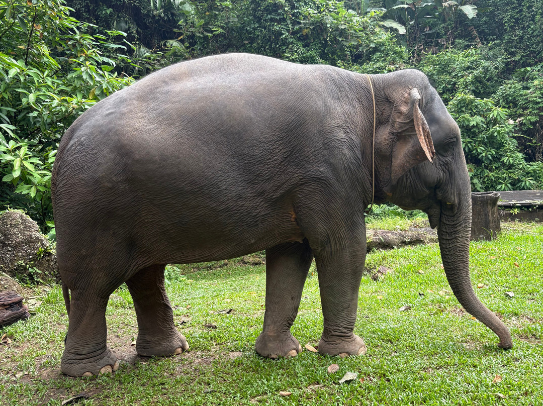 Phang Nga Elephant Park-攀牙必去景点