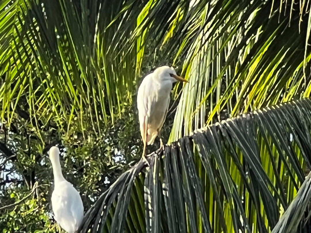 Guyana National Park-乔治城必去景点