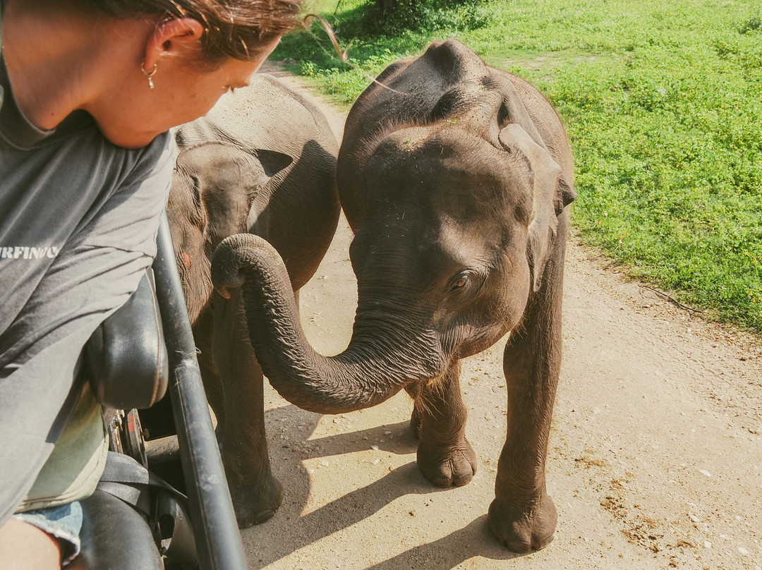 Udawalawe Lahiru Safari Guide Tours-乌达瓦拉维国家公园必去景点