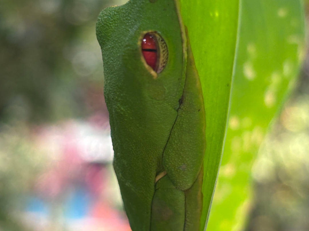 Fayla Tours Costa Rica-萨迪纳尔必去景点