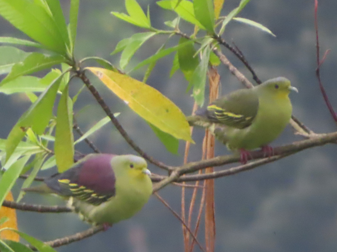 Wanakaset Sri Lanka-Kitulgala必去景点