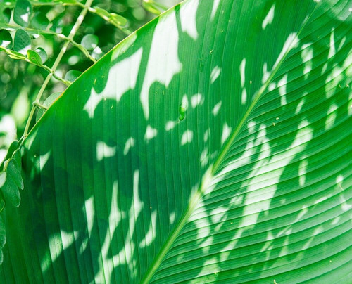 Treeline Urban Resort主图