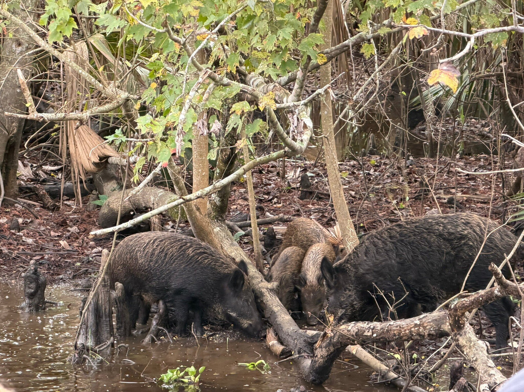 Cajun Pride Swamp Tours-LaPlace必去景点