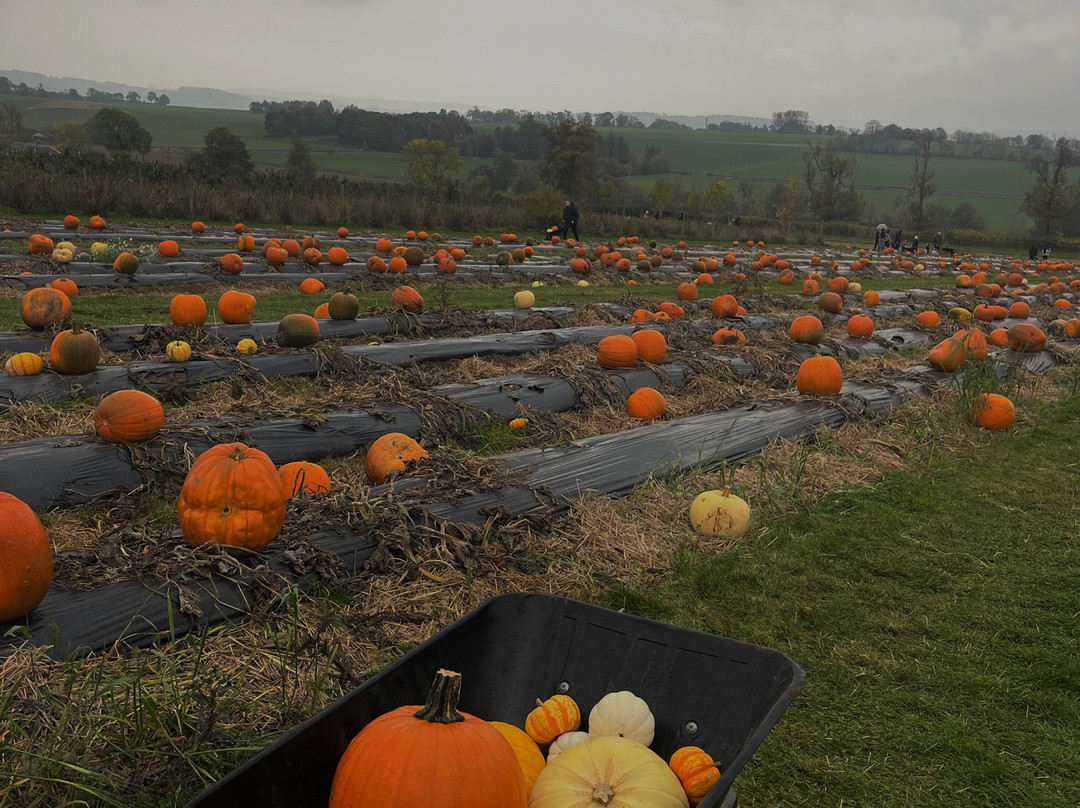Cairnie Fruit Farm & Mega Maze-库珀必去景点