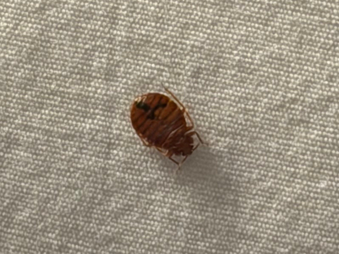 Best Western Plus Atrium Inn主图