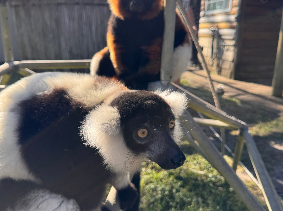 Exotic Animal Experience-奥兰多必去景点