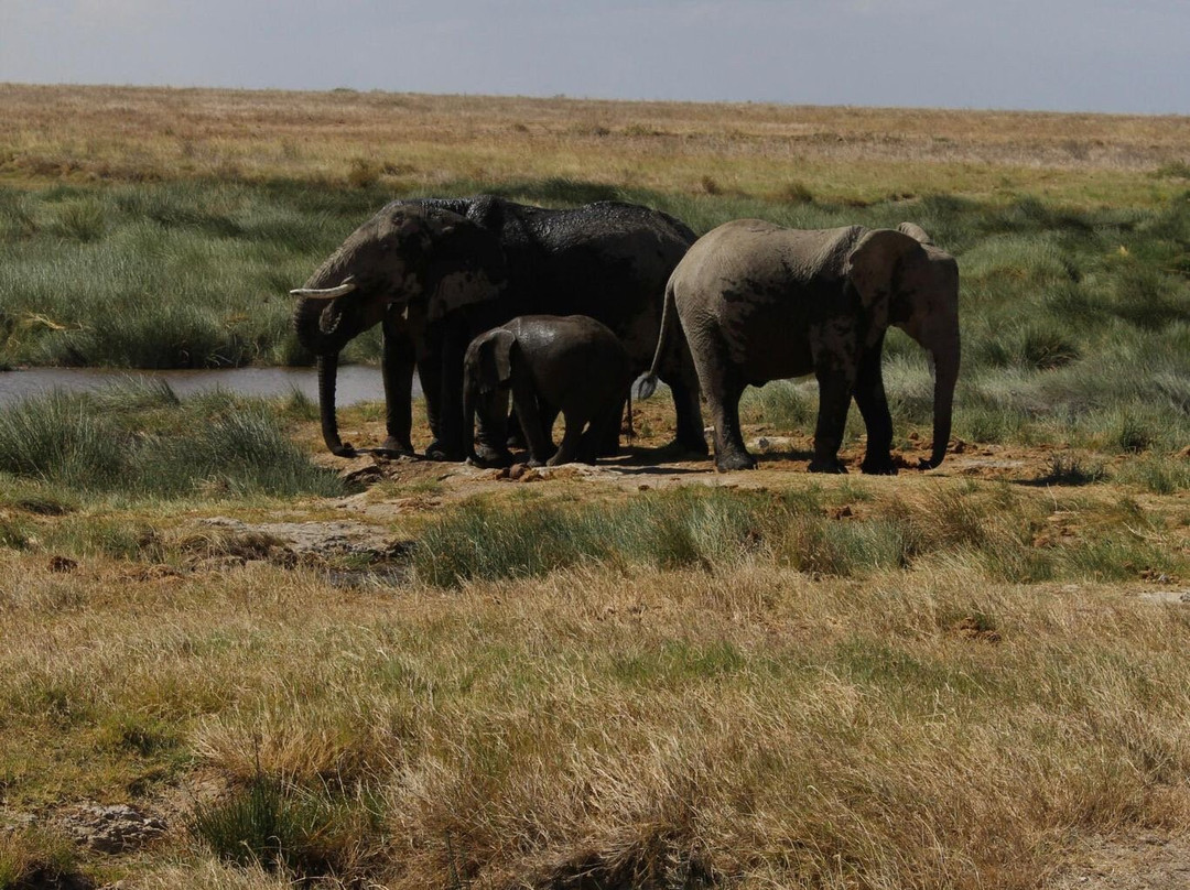 Safari Avventura-阿鲁沙必去景点