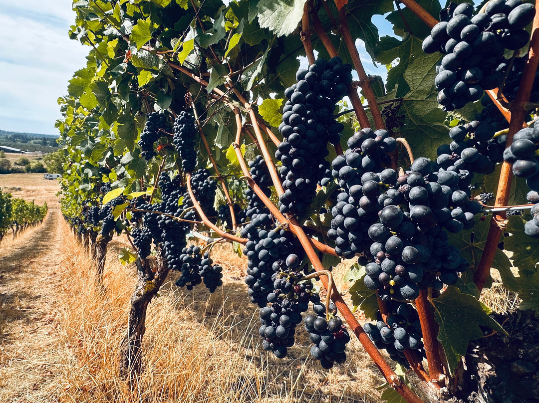 Natalies Estate Winery-纽伯格必去景点