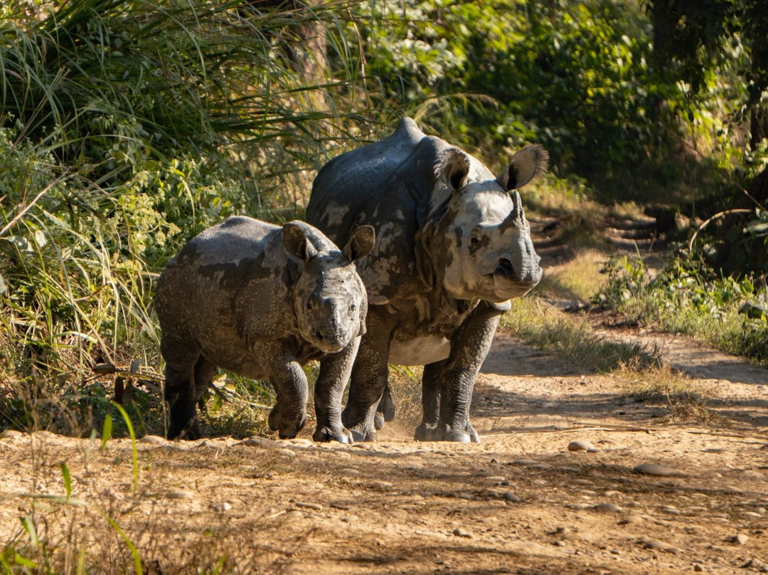 United Jungle Guide Service-奇旺国家公国必去景点