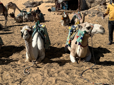 Promo Travel & Traviio Tours-开罗必去景点