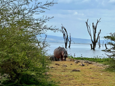 Holaa Safari Kenya-蒙巴萨必去景点