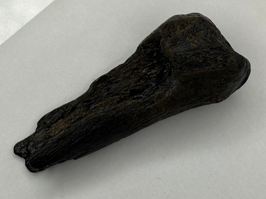 Charleston Fossil Adventures-查尔斯顿必去景点