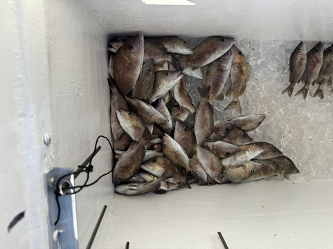 Dalis Fishing Charters-那不勒斯必去景点