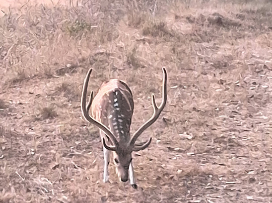 Wildlife Expeditions India-Khatia必去景点