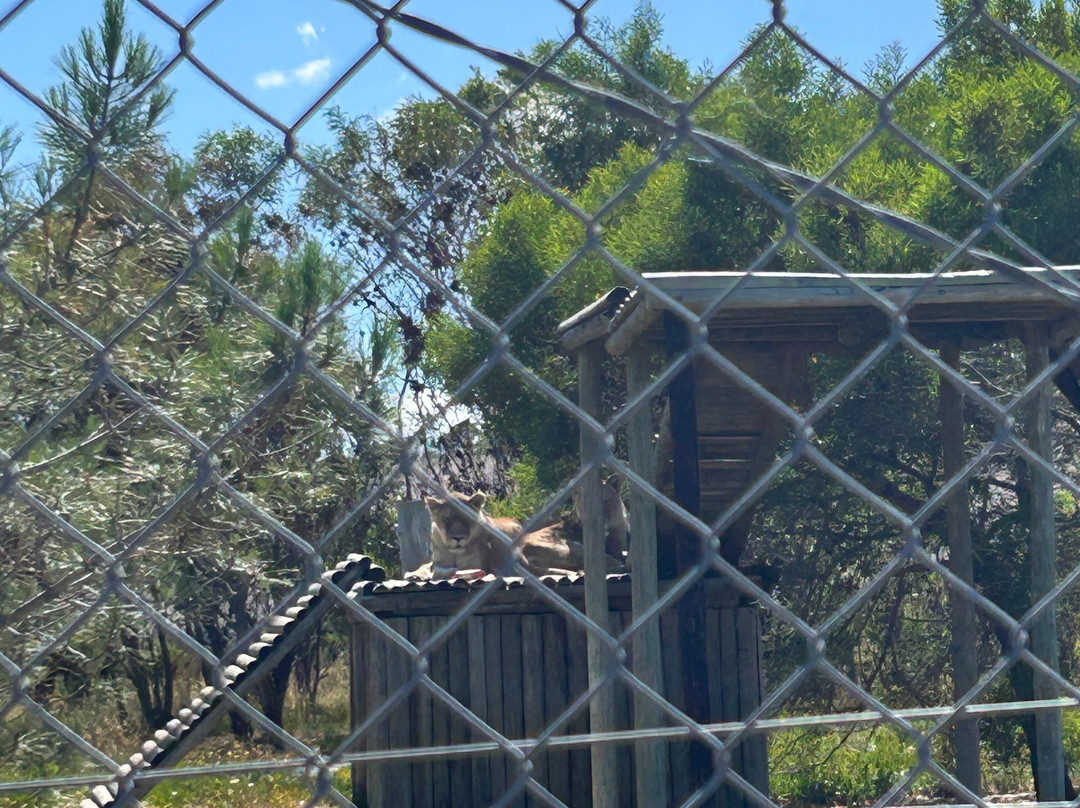 Panthera Africa - Big Cat Sanctuary-斯坦福必去景点