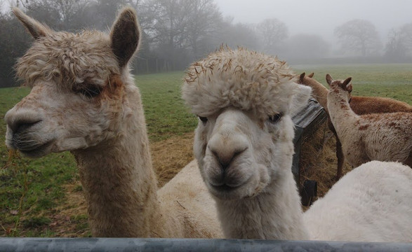 Petlake Alpacas of the New Forest-Totton必去景点