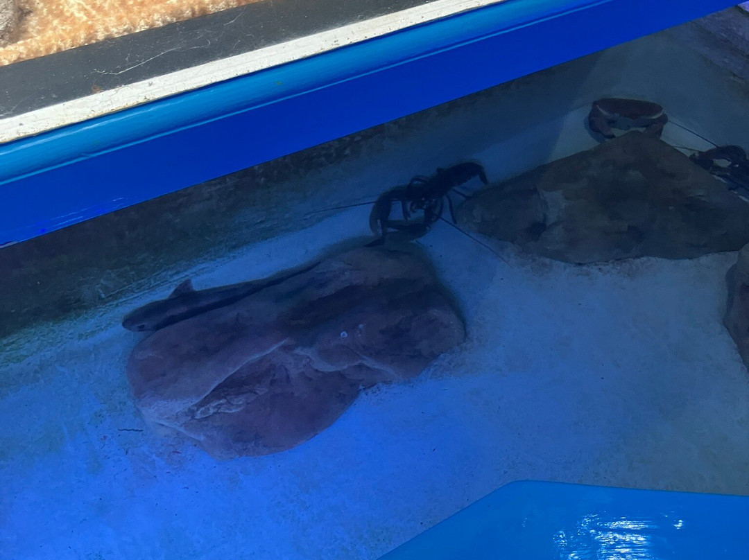 Lyme Regis Marine Aquarium-莱姆里杰斯必去景点