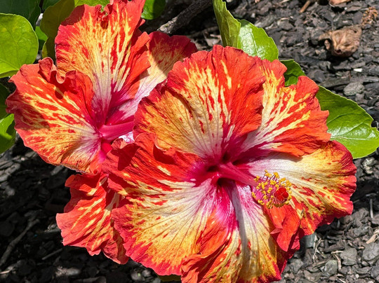 Leigh Central Coastels主图