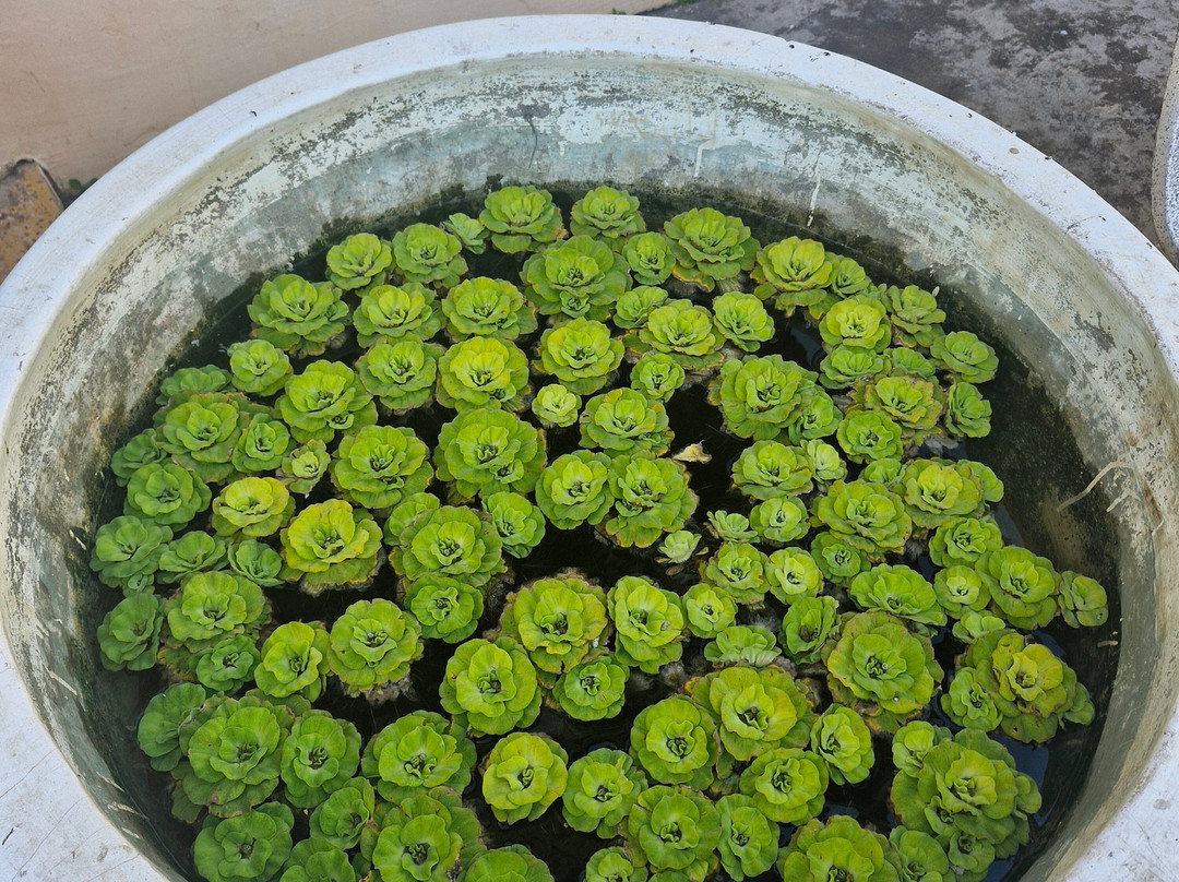 Wat Inpeng-万象必去景点