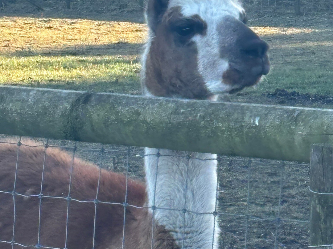 Matlock Farm Park-马特洛克必去景点