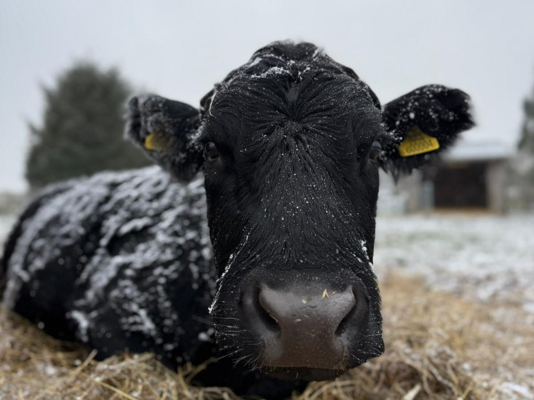 Matlock Farm Park-马特洛克必去景点