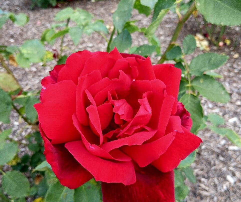 波拉德公园-布伦海姆必去景点