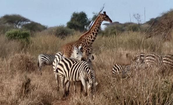 Rema Viaggi Kenya-瓦塔木必去景点