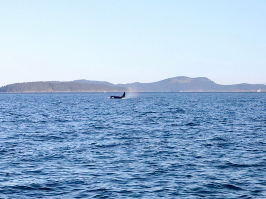 Maya's Legacy Whale Watching-星期五港湾必去景点