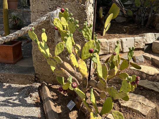 Fort Balaguier-滨海拉塞纳必去景点