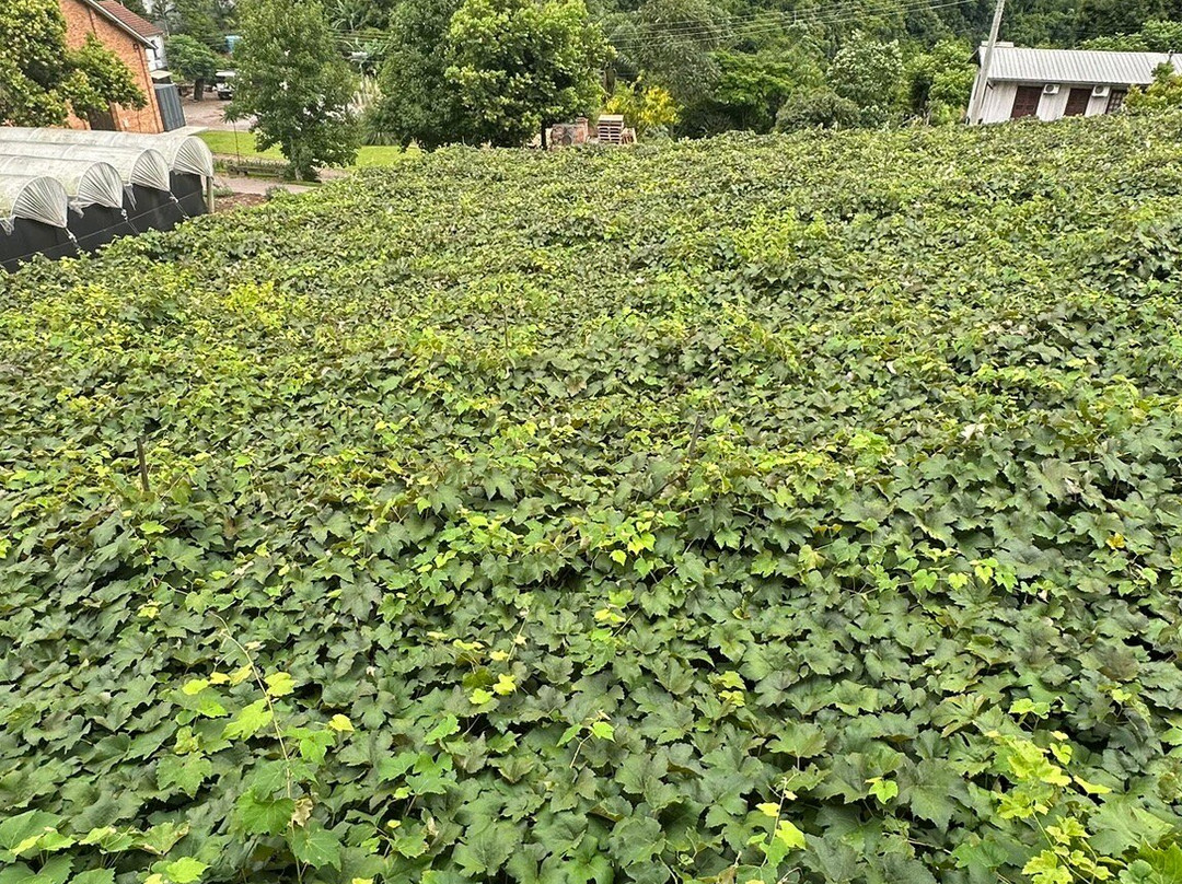 Cristofoli Vinhos de Familia-本图贡萨尔维斯必去景点