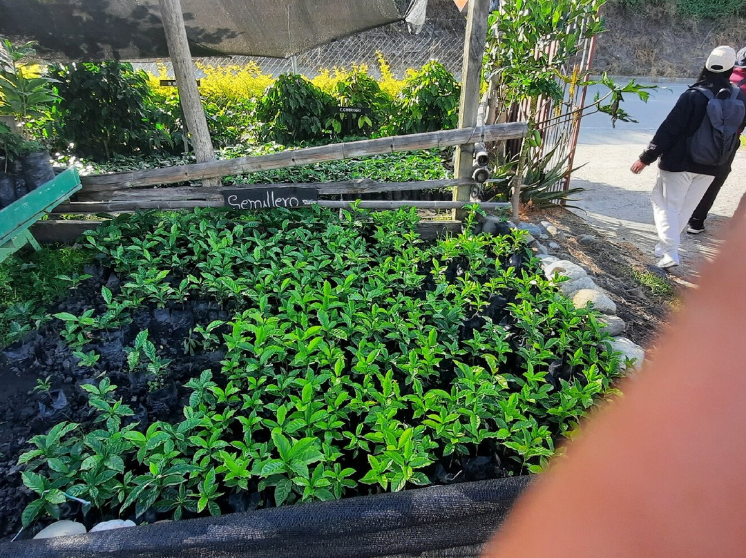 Vilcaroma Coffee-Vilcabamba必去景点