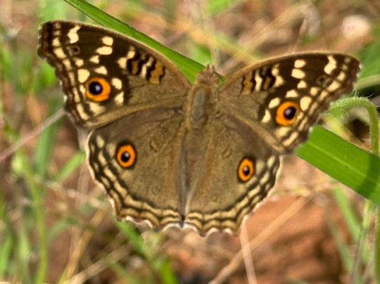 Vessagiriya Ruins-阿努拉德普勒圣城必去景点