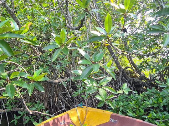 Anawilundawa Wetland Sanctuary-Chilaw必去景点