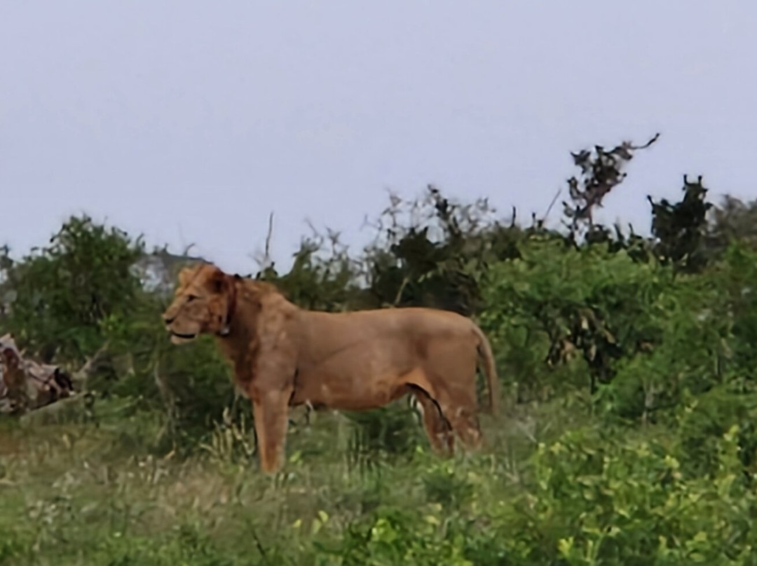Scopriamo il Kenya con Nelson-瓦塔木必去景点