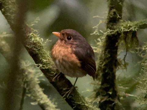 El Copal Reserve-Pejibaye必去景点