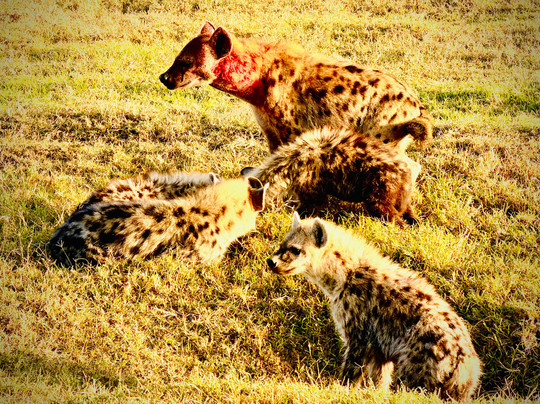 Kampur Travel Diaries-内罗毕必去景点