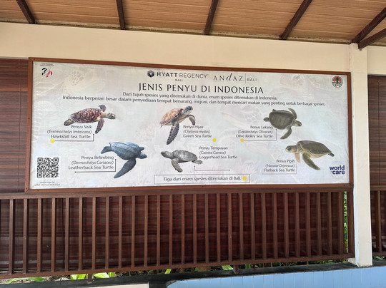 Sea Turtle Village-沙努尔必去景点