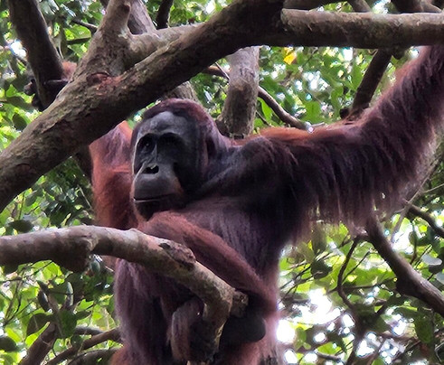 Sister Tour-Pangkalan Bun必去景点