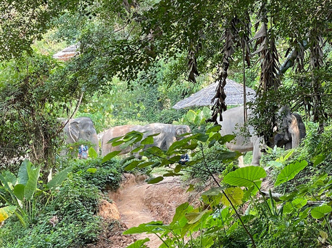 Hidden Forest Elephant Reserve-查龙必去景点