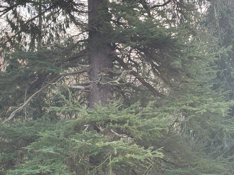 Dalhousie Castle Falconry-邦尼里格必去景点