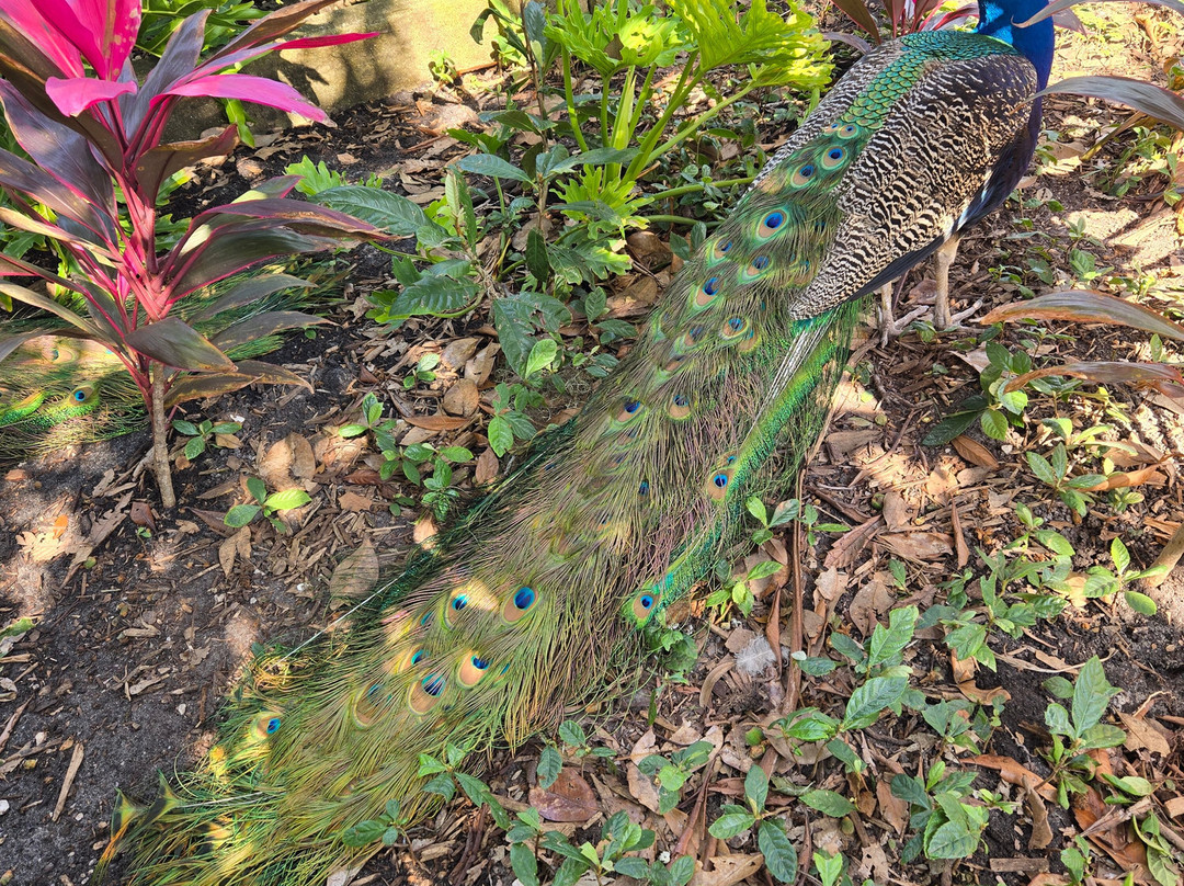 Fountain Of Youth Archaeological Park-圣奥古斯丁必去景点
