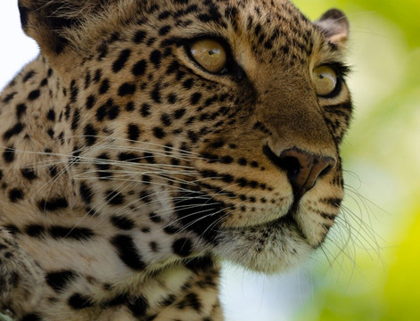 Kibuyu African Safaris-阿鲁沙必去景点