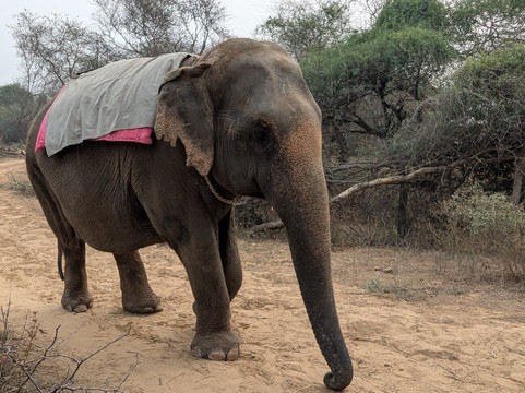 Dera Amer Wilderness Camp-Amer必去景点