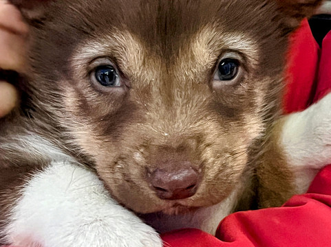 Green Dog Svalbard-朗伊尔城必去景点