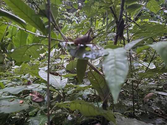 Amazon Experience-伊基托斯必去景点