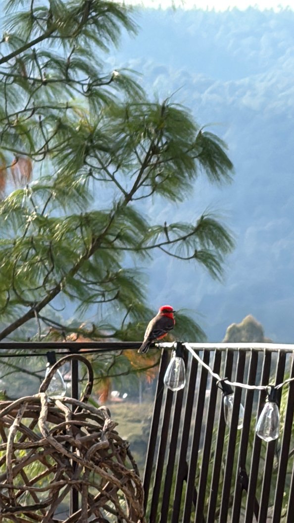 El Mesón Del Ticúz-官方