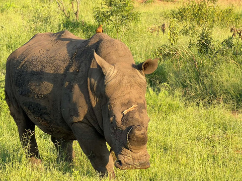 Ukuthula Bush Lodge主图